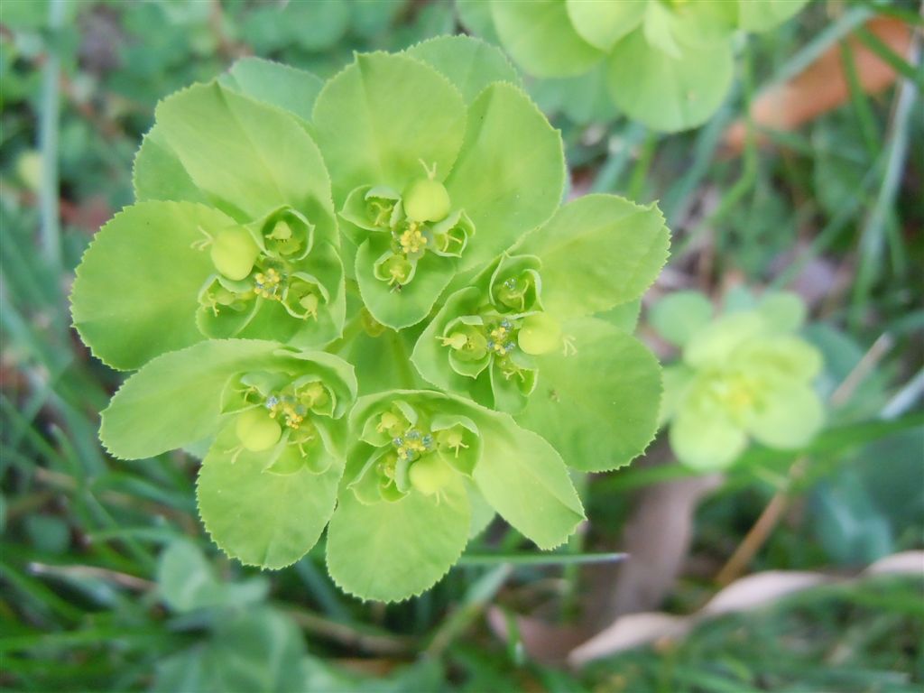 da Capodimonte - Euphorbia helioscopia L. subsp. helioscopia